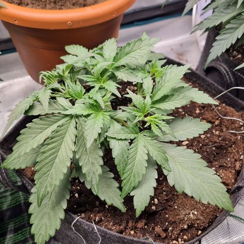 The Satino Prøject growlog timeline photo