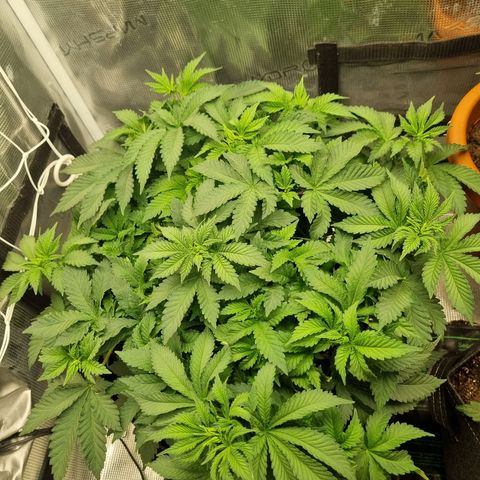 Her name's Bruciepoo growlog timeline photo