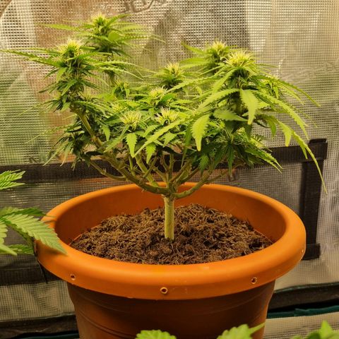 Patricia's Bitch Ass growlog timeline photo