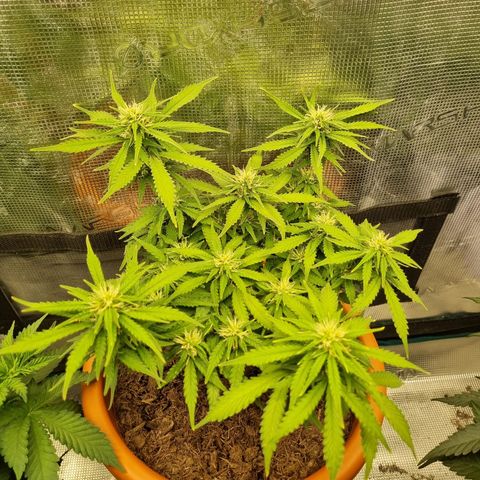 Patricia's Bitch Ass growlog timeline photo