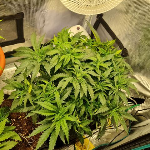 It's Brittney Biscotti Bitch growlog timeline photo
