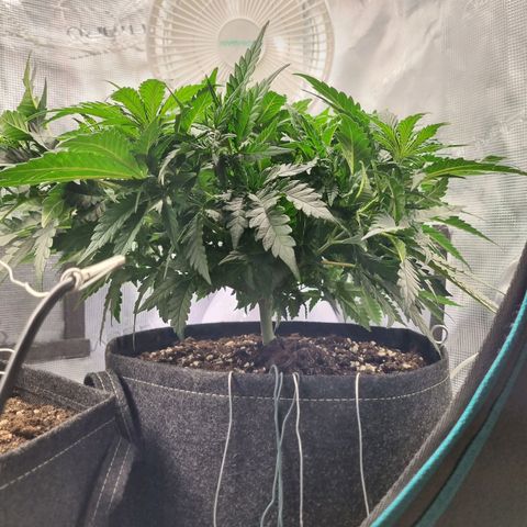 It's Brittney Biscotti Bitch growlog timeline photo