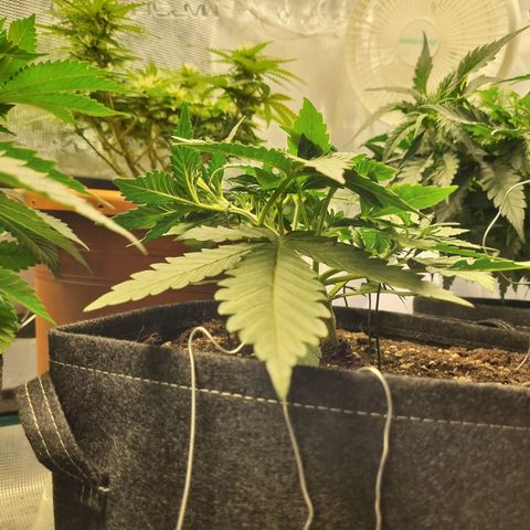 The Satino Prøject growlog timeline photo