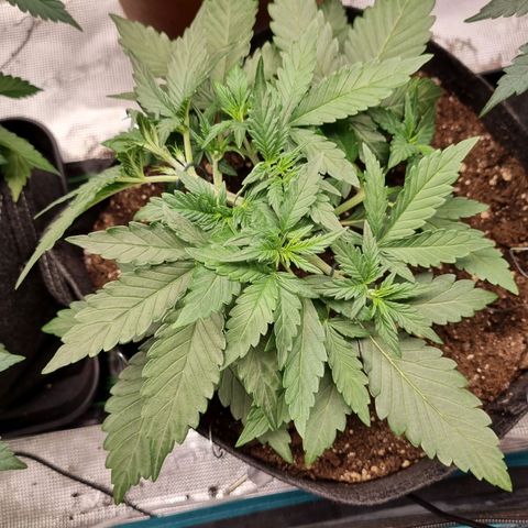 The Satino Prøject growlog timeline photo