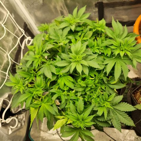 Her name's Bruciepoo growlog timeline photo
