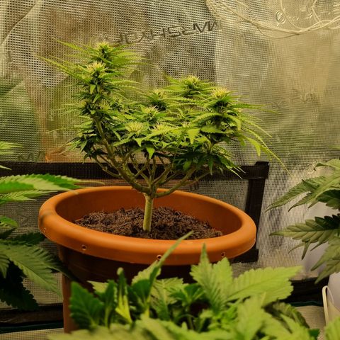 Patricia's Bitch Ass growlog timeline photo