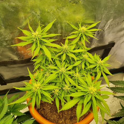 Patricia's Bitch Ass growlog timeline photo