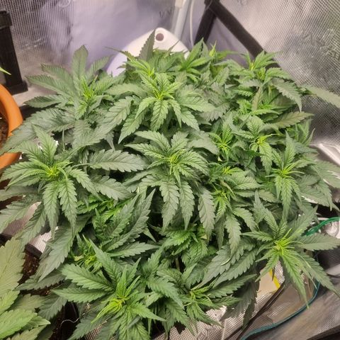 It's Brittney Biscotti Bitch growlog timeline photo
