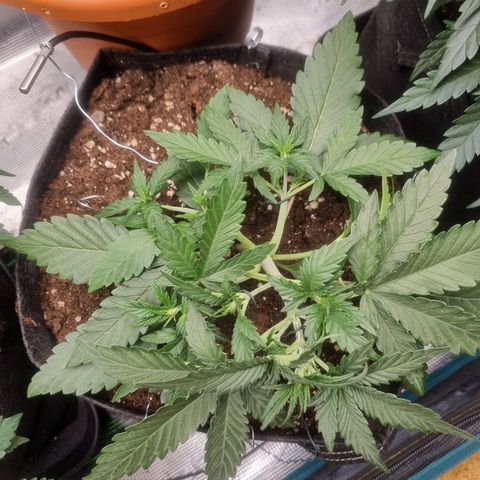 The Satino Prøject growlog photo: Looking hella "Handy" as I like to call it after some LST, I'm excited for how she should look after training goes further as nicely. 