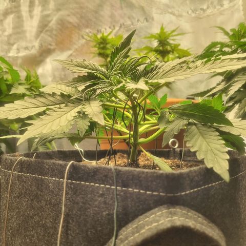 The Satino Prøject growlog photo: Looking hella "Handy" as I like to call it after some LST, I'm excited for how she should look after training goes further as nicely. 