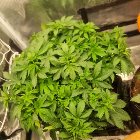 Her name's Bruciepoo growlog timeline photo
