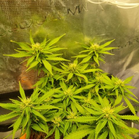 Patricia's Bitch Ass growlog timeline photo