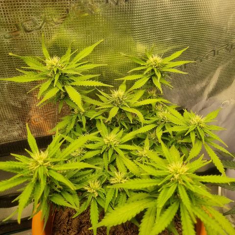 Patricia's Bitch Ass growlog timeline photo