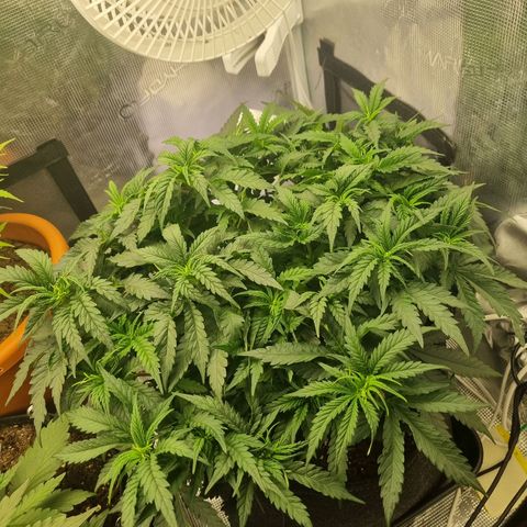 It's Brittney Biscotti Bitch growlog timeline photo