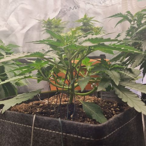 The Satino Prøject growlog timeline photo