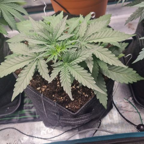 The Satino Prøject growlog timeline photo