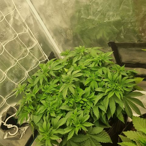 Her name's Bruciepoo growlog timeline photo