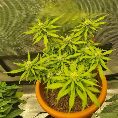 Patricia's Bitch Ass growlog timeline photo