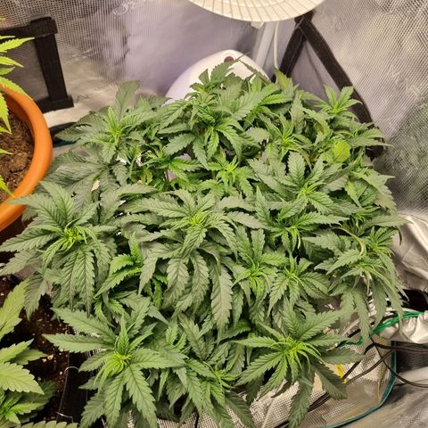 It's Brittney Biscotti Bitch growlog timeline photo