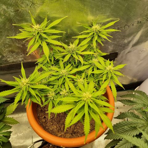 Patricia's Bitch Ass growlog timeline photo