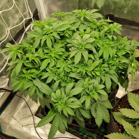 Her name's Bruciepoo growlog timeline photo