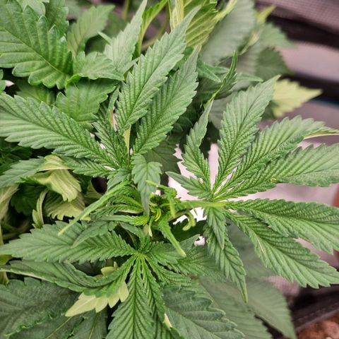 Her name's Bruciepoo growlog photo: The closeup is of a FIMed spot that got 3 growths started. 