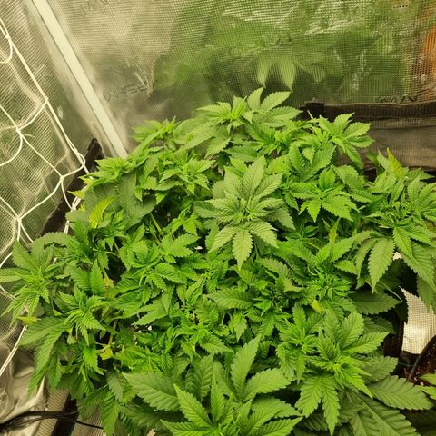 Her name's Bruciepoo growlog photo: The closeup is of a FIMed spot that got 3 growths started. 