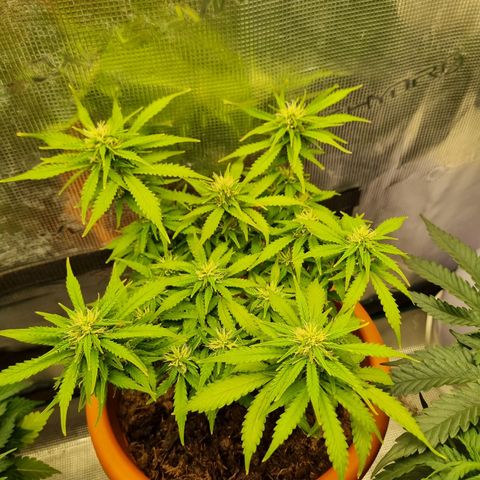 Patricia's Bitch Ass growlog photo: Watered today with a liiiiiiittle bit of flowering nutes, she's turning yellow a bit quick for how far the buds are along. 
