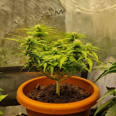 Patricia's Bitch Ass growlog photo: Watered today with a liiiiiiittle bit of flowering nutes, she's turning yellow a bit quick for how far the buds are along. 
