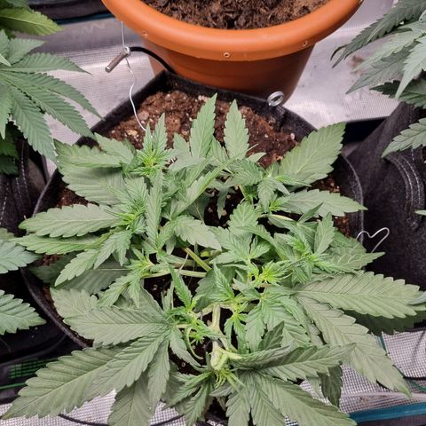 The Satino Prøject growlog photo: She's reminding me of Bettii, I hope I'll be able to get a decent shape in her before she goes into flower. 