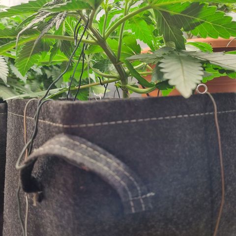 The Satino Prøject growlog photo: She's reminding me of Bettii, I hope I'll be able to get a decent shape in her before she goes into flower. 
