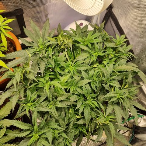 It's Brittney Biscotti Bitch growlog photo: Not quite as far along (or as "thicc" as Bruciepoo is doing) but still looking strong. Had to adjust the watering schedule for her because she's not needing as much as Bruciepoo either. About 500ml less a day. 