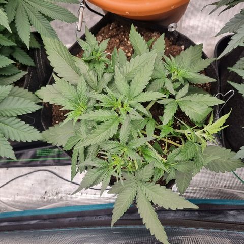 The Satino Prøject growlog timeline photo