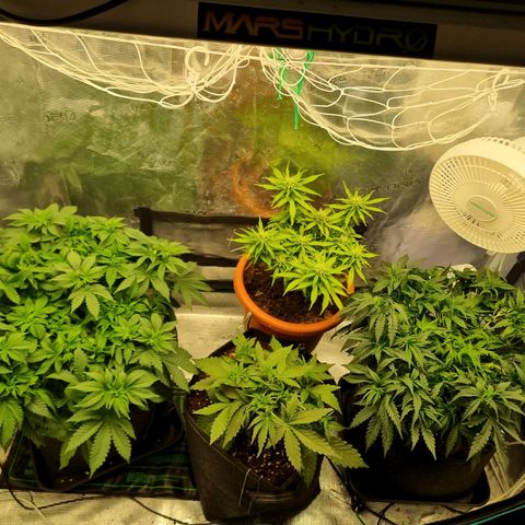 Melissa Bomb growlog timeline photo