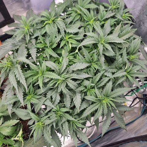 It's Brittney Biscotti Bitch growlog photo: Did quite a bit of tucking of the bigger growths, going to try and keep it like that over the next few days to promote the little ones catching up. 