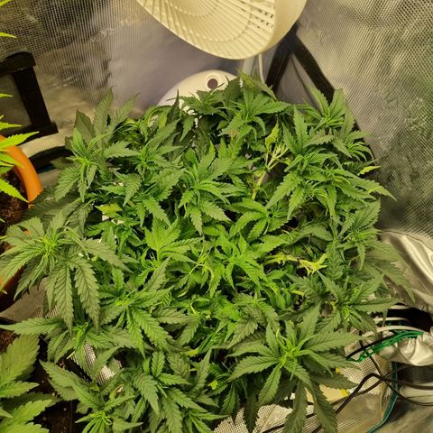 It's Brittney Biscotti Bitch growlog photo: Did quite a bit of tucking of the bigger growths, going to try and keep it like that over the next few days to promote the little ones catching up. 