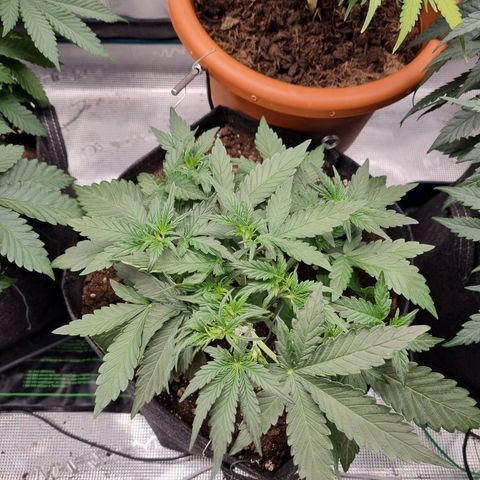 The Satino Prøject growlog photo: Continued/modified the Lst as needed, shes growing decently fast, and watering every other day seems to keep her happy atm. 