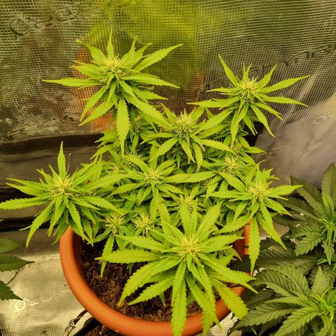 Patricia's Bitch Ass growlog timeline photo