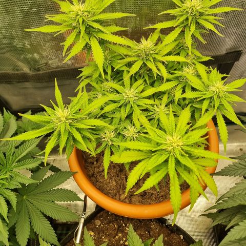 Patricia's Bitch Ass growlog timeline photo