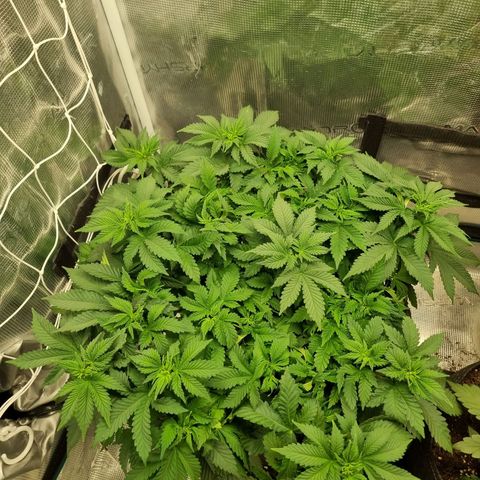 Her name's Bruciepoo growlog photo: Red dots representative of the bigger sized growths, 15 pictured. 