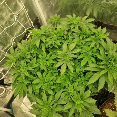 Her name's Bruciepoo growlog photo: Red dots representative of the bigger sized growths, 15 pictured. 