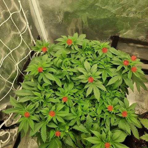 Her name's Bruciepoo growlog photo: Red dots representative of the bigger sized growths, 15 pictured. 