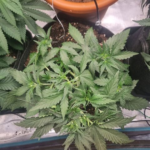 The Satino Prøject growlog photo: God I love a upward-facing-orbholding looking plant, she's gonna be purty