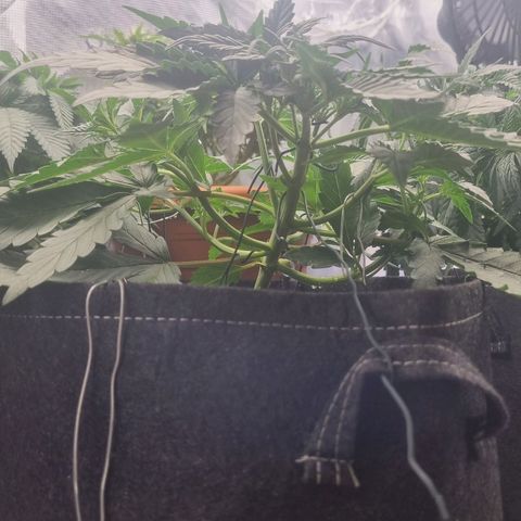 The Satino Prøject growlog photo: God I love a upward-facing-orbholding looking plant, she's gonna be purty