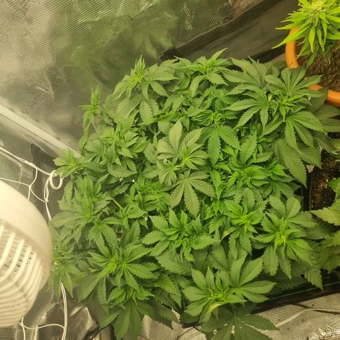 Her name's Bruciepoo growlog timeline photo