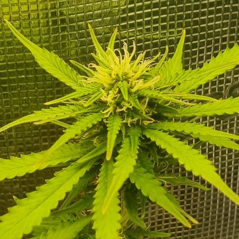 Patricia's Bitch Ass growlog timeline photo
