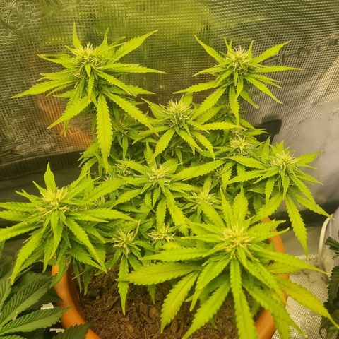 Patricia's Bitch Ass growlog timeline photo