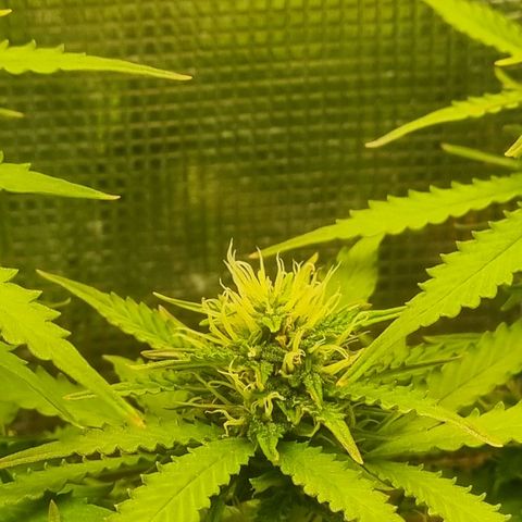 Patricia's Bitch Ass growlog timeline photo