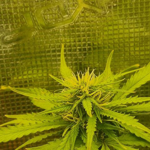 Patricia's Bitch Ass growlog timeline photo