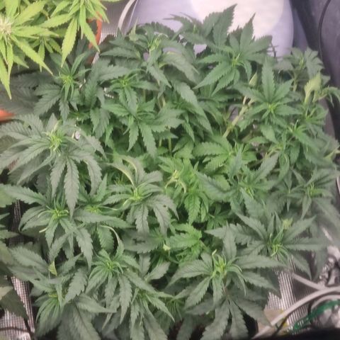 It's Brittney Biscotti Bitch growlog timeline photo